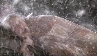 Médium 3x18