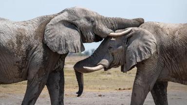 Africa: El corazón de la Tierra 1x5