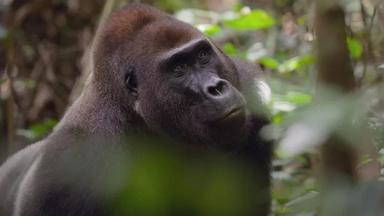 Africa: El corazón de la Tierra 1x2